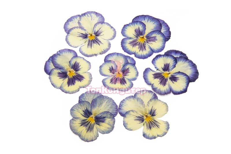 Виола обезвоженная "Желтая бездна" плоская 20 шт